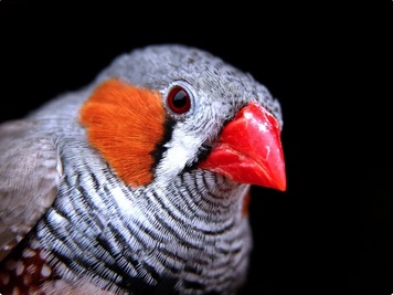 zebrafinch