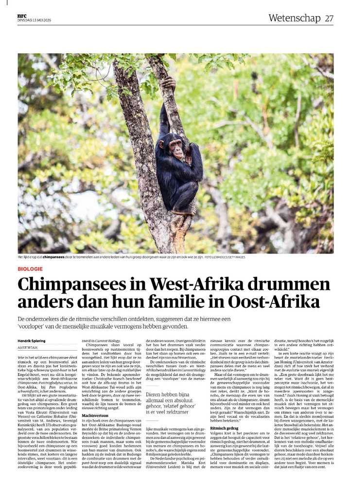 West-Afrikaanse chimpansees trommelen in een ander ritme dan hun verwanten uit Oost-Afrika