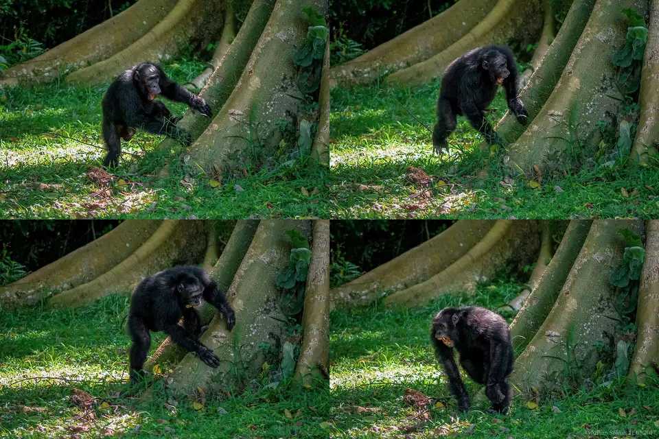 West-Afrikaanse chimpansees trommelen in een ander ritme dan hun verwanten uit Oost-Afrika